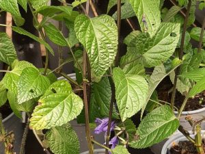 Salvia Black & Bloom