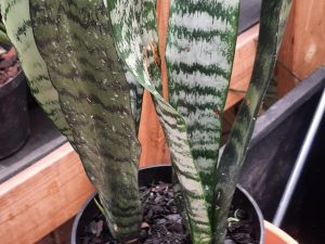 Snake Plant (Lg)