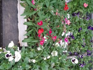 Season Seed Mix 1