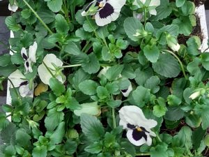 Season Seed Mix 2