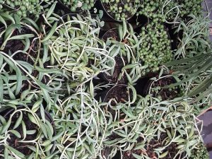 Senecio Green
