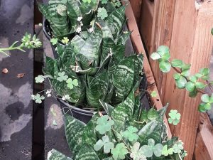 Snake Plant (Sm)