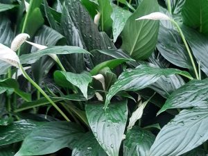 Peace Lily (Premium)