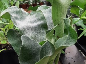 Staghorn Fern