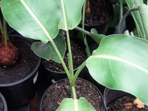 Bird of Paradise