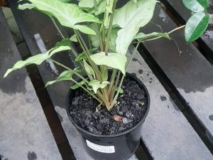 Syngonium Mix
