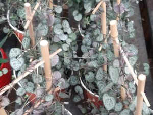 String of Rats