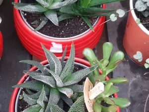 Succulent Trio Bowl
