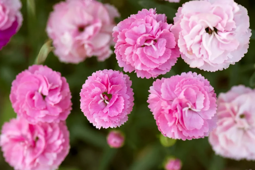 Carnation Flowersfor Postt 1024x683