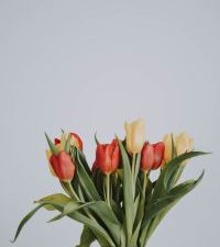 pexels lil artsy 1917356 200x300 1.jpg